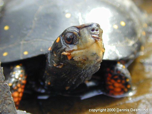 Clemmys gutatta17-Spotted Turtle-by Dennis Desmond.jpg