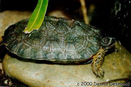 Clemmys insculpta adult-Wood Turtle-by Dennis Desmond.jpg