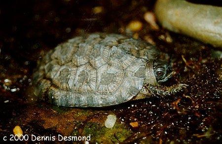 Clemmys insculpta young-Wood Turtle-by Dennis Desmond.jpg