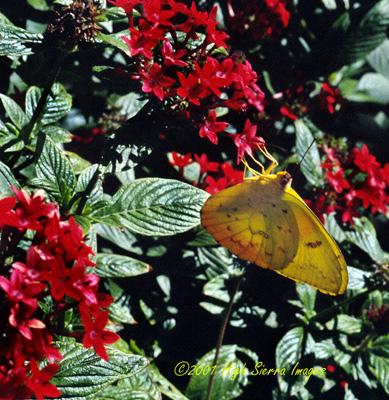 Cloudless Sulfur Butterfly-by Jose Sierra Jr.jpg