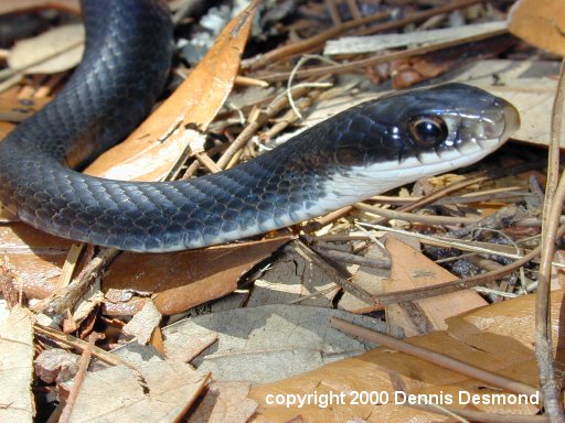 Coluber c priapus01-Southern Black Racer Snake-by Dennis Desmond.jpg