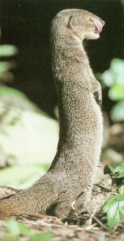 Common Mongoose J01-Standing.jpg