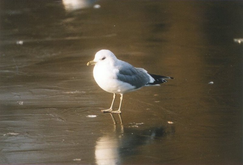 Common gull-from Holland-by MKramer.jpg