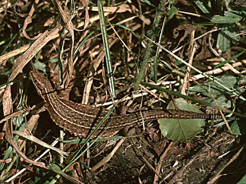 Common or Viviparous Lizard-from England-by Alan Hill.jpg