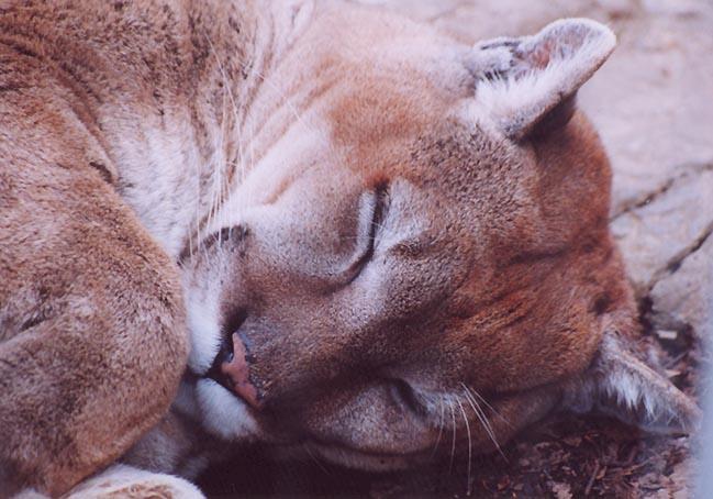 Cougar sleep1 from Louisville Ky Zoo-by Denise McQuillen.jpg