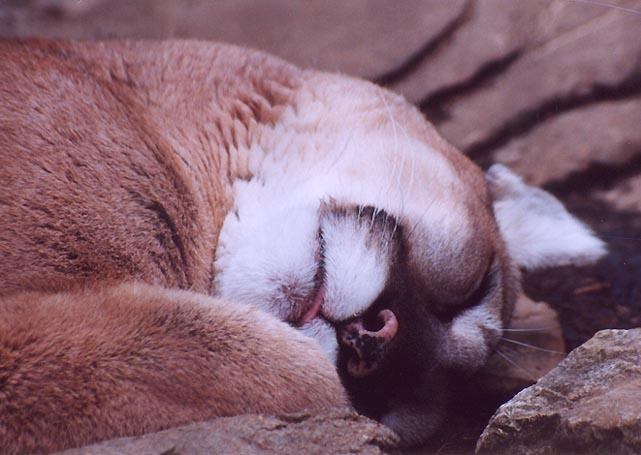 Cougar sleep2 from Louisville Ky Zoo-by Denise McQuillen.jpg