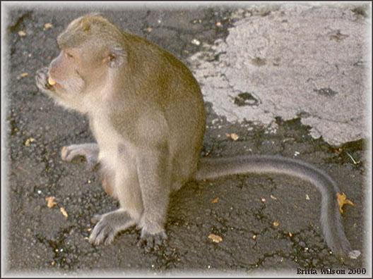 Crab-eating Monkey3-BW 62KB-Long-tailed Macaques-by Britta Wilson.jpg