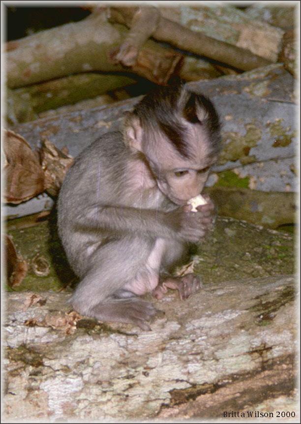 Crab-eating Monkey5-BW 125KB-Long-tailed Macaques-by Britta Wilson.jpg