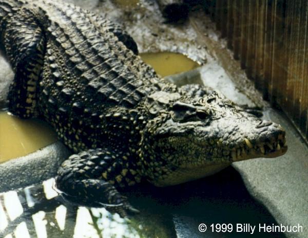 Crhom1-Cuban Crocodile-by Billy Heinbuch.jpg