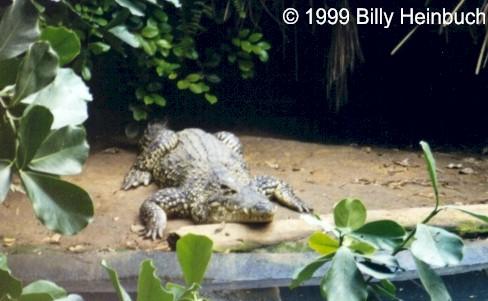 Crhom2-Cuban Crocodile-by Billy Heinbuch.jpg