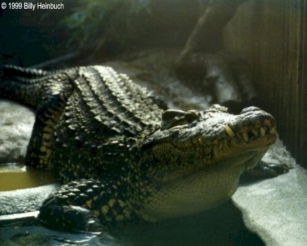 Crhom3-Cuban Crocodile-by Billy Heinbuch.jpg