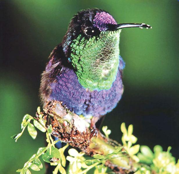 CrownedWoodnymphHummingbird 00-on branch-closeup.jpg