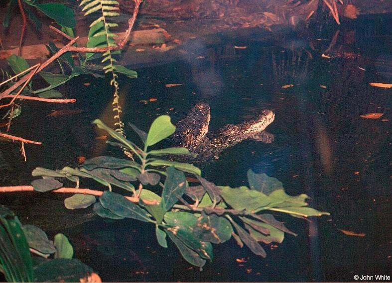 Cuban crocodiles2-by John White.jpg