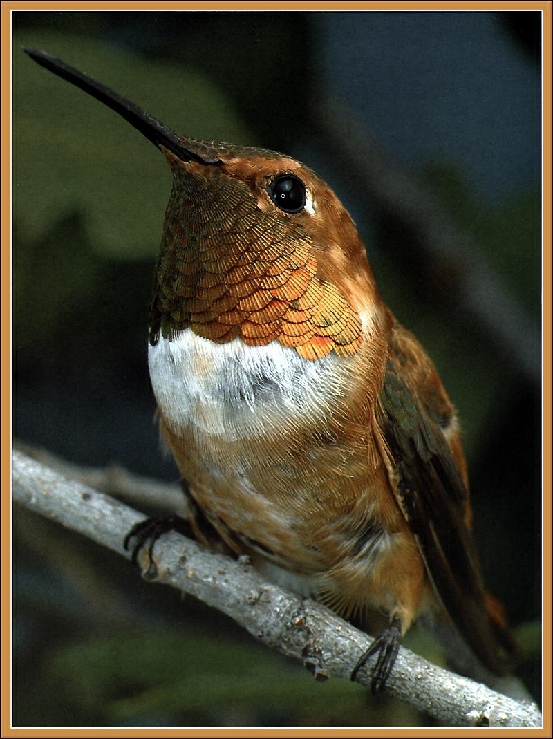 Ds-Cal Oiseaux 12 - Colibri roux-Rufous Hummingbird.jpg