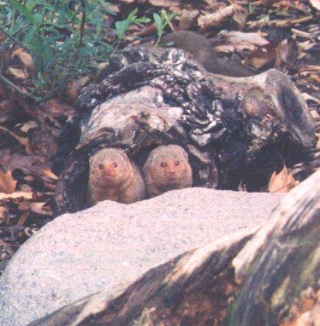 DwarfMongoose 01-pair out of den-by Dan Cowell.jpg