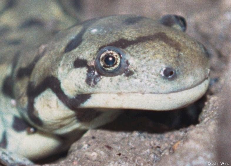 Eastern Tiger Salamander close-up-by John White.jpg