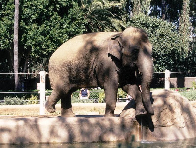 Elephant001-Asian Elephant-at San Diego Zoo-by Ralf Schmode.jpg