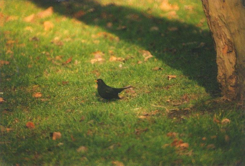 Eurasian blackbird1-by MKramer.jpg