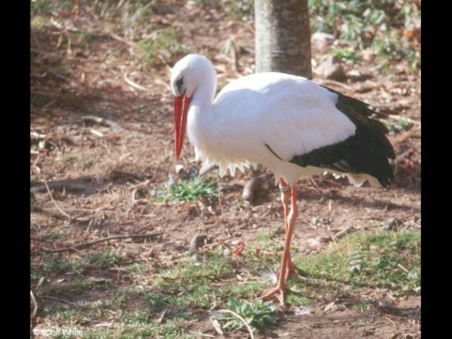 European White Stork 1-by John White.jpg