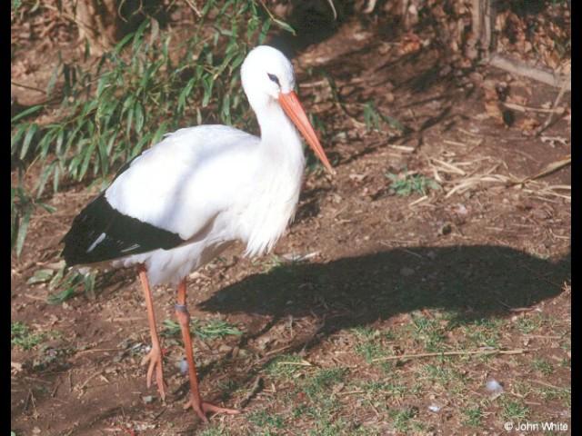 European White Stork 2-by John White.jpg