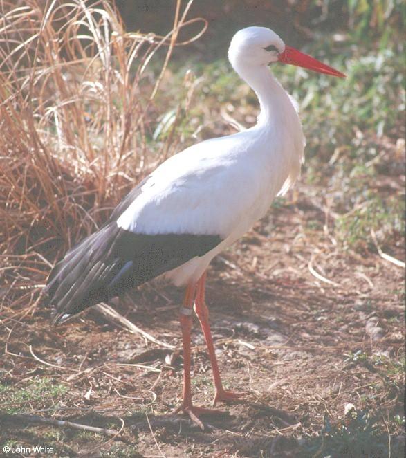 European White Stork 3-by John White.jpg