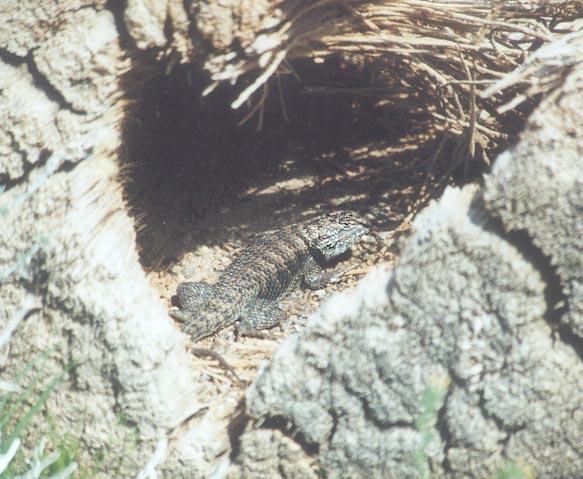 Fence Lizard in tree hole-by Gregg Elovich.jpg