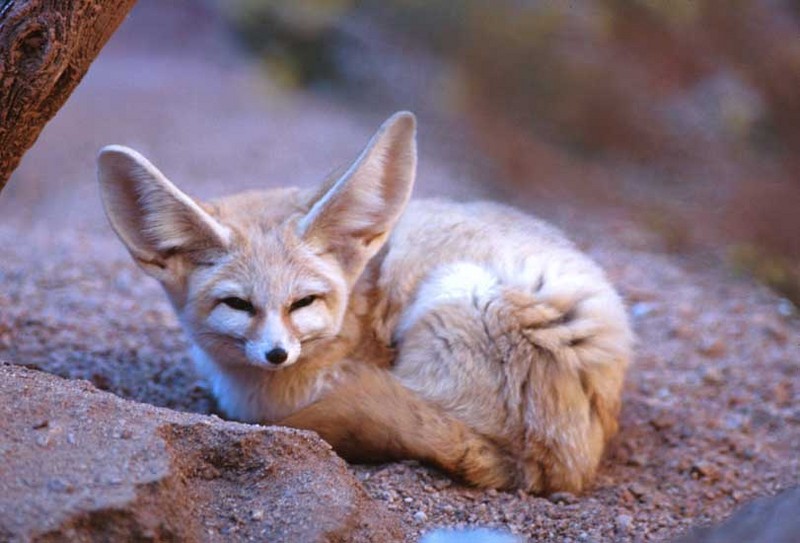 Fennec Fox Tiny-by Shirley Curtis.jpg