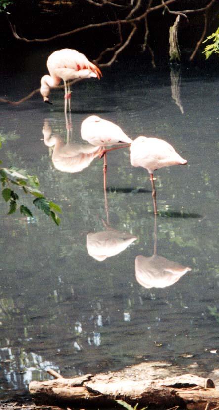 Flamingo reflection-by Denise McQuillen.jpg