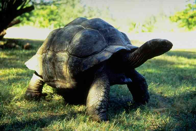 Galapagos Giant Tortoise2-by Trudie Waltman.jpg