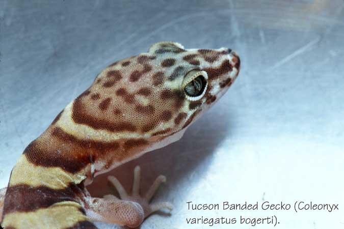 Gecko 2-Tucson Banded Gecko-by Shirley Curtis.jpg