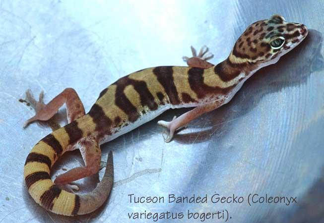 Gecko 3-Tucson Banded Gecko-by Shirley Curtis.jpg