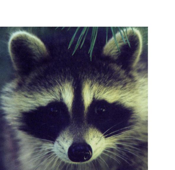 Gilbert Aug2000-Raccoon-by Annie Wilczak.jpg