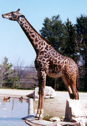 Giraffe-by Denise McQuillen.jpg