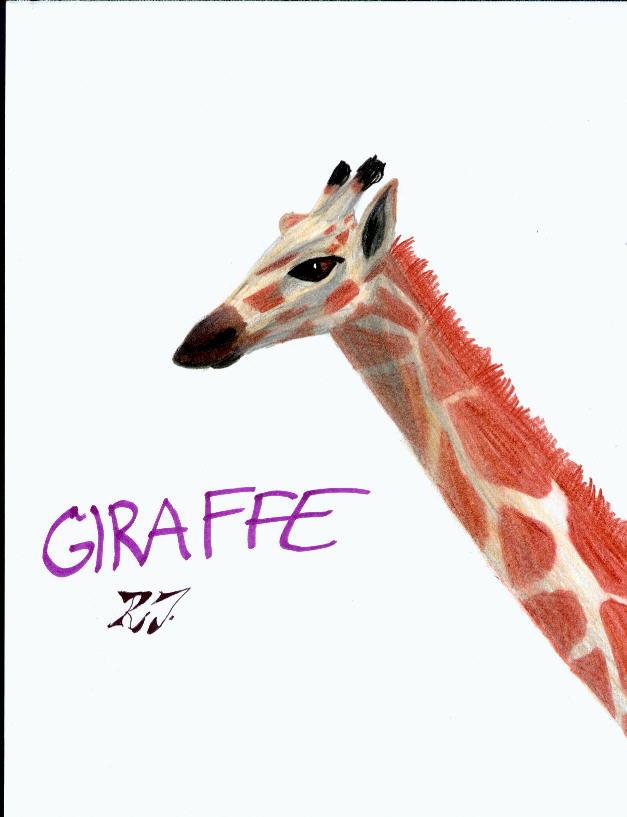 Giraffe2-Drawing-Head-by Ricky Thomas.jpg