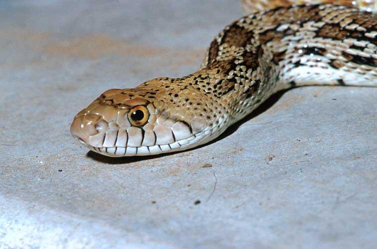 Gopher Snake 3-by Shirley Curtis.jpg