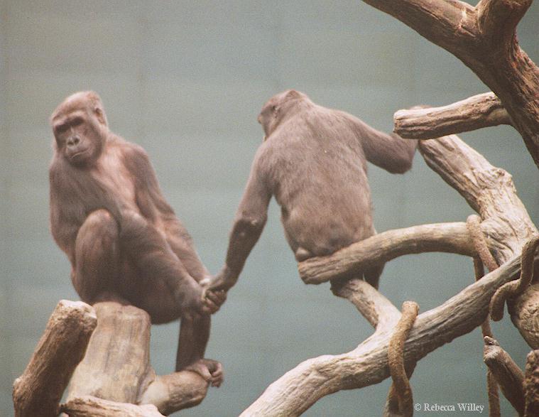 Gorillas holding hands-at Brookfield Zoo-by Rebecca Willey.jpg