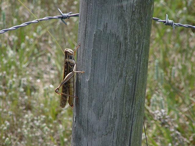 Grasshopper2-by Todd Rowe.jpg