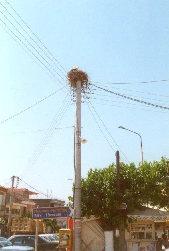 Greece-European Storks nest-by MKramer.jpg