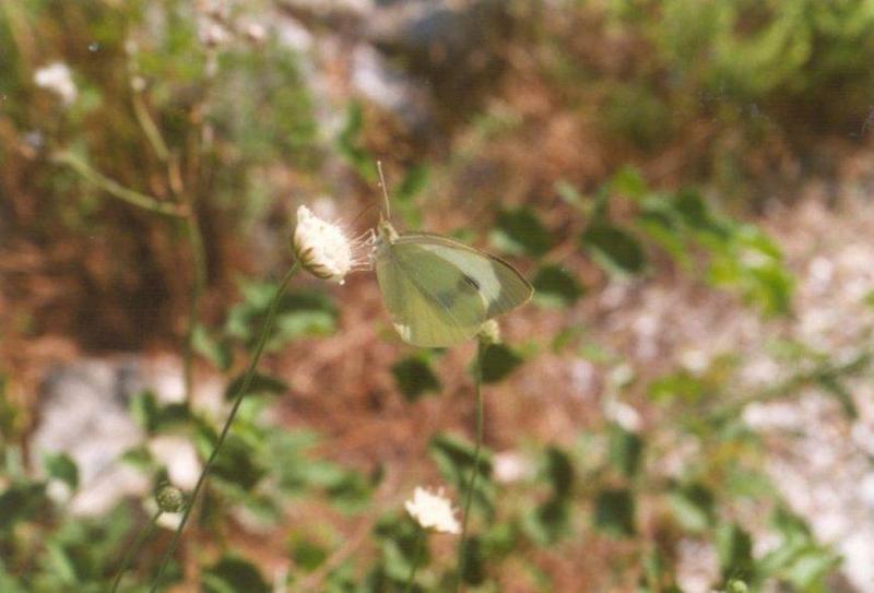 Greece Cabbage White Butterfly-by MKramer.jpg