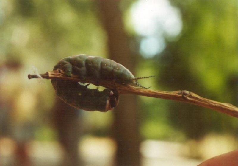 Greece Puss Moth caterpillar2-by MKramer.jpg