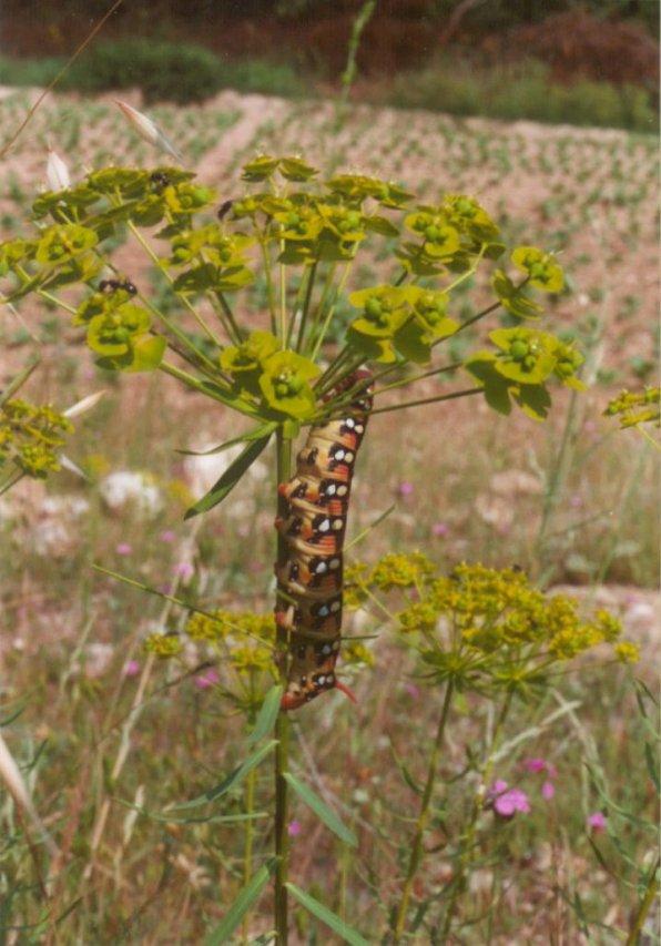 Greece Spurge Hawkmoth caterpillar1-by MKramer.jpg