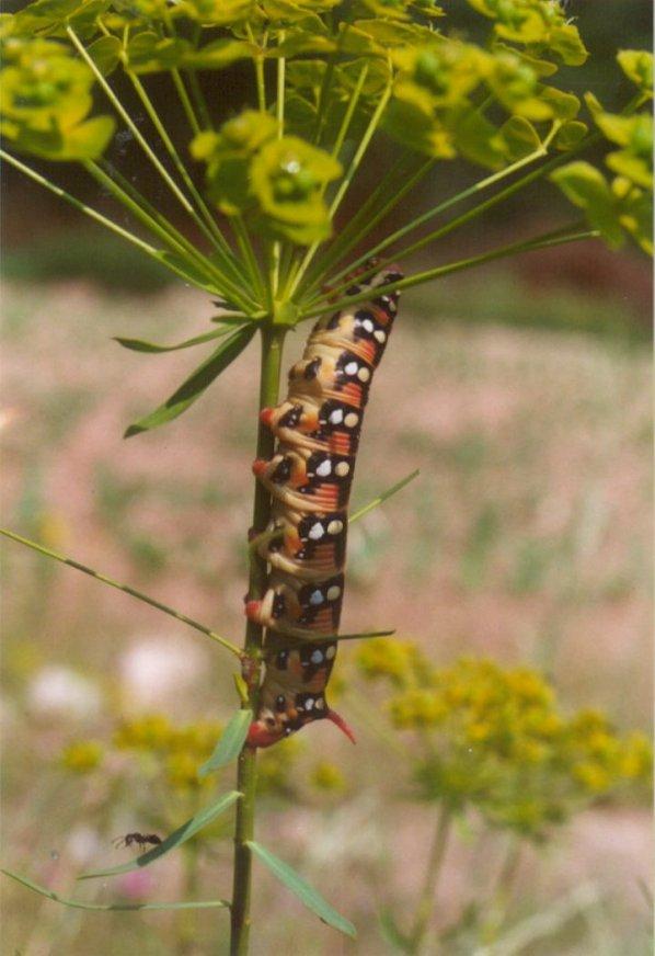 Greece Spurge Hawkmoth caterpillar2-by MKramer.jpg