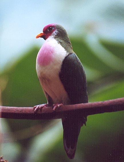 Green and pink bird-Jambu Fruit Dove-by Denise McQuillen.jpg