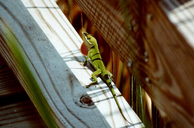 Green anole01-by S Thomas Lewis.jpg