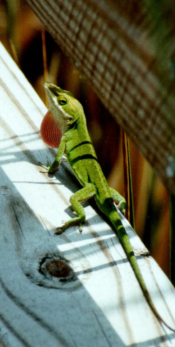 Green anole01a-by S Thomas Lewis.jpg