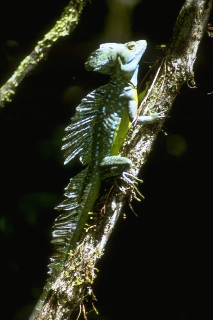 Green basilisk-from Costa Rica-by MKramer.jpg