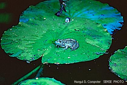 HNC-animal05-Korean Black-spotted Frog-on lotus leaf.jpg