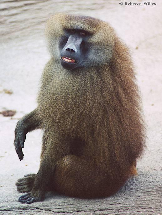 Hamadryas Baboon-at Brookfield Zoo-by Rebecca Willey.jpg