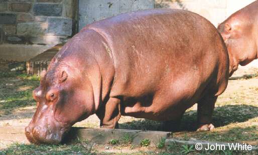 Hippopotamus-dinner-closeup-by John White.jpg