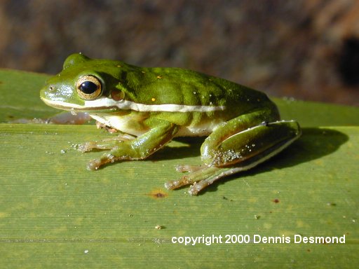 Hyla cinerea08-Green Treefrog-by Dennis Desmond.jpg